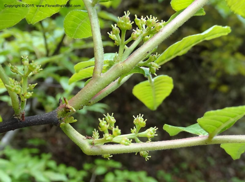 Zanthoxylum bungeanum, Boufford, D 43737--China. Sichuan. XinZhaZi Gou. 14 May 2014. DSC06426 (55).JPG