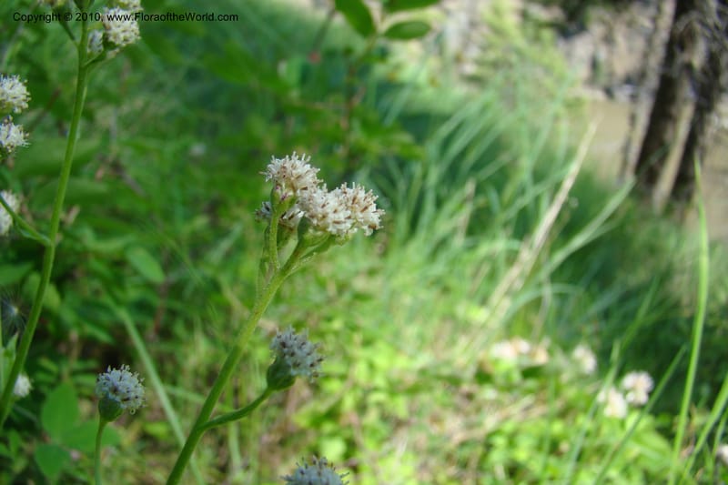Antennaria racemosa, C. Davidson 11373--Idaho. Idaho Co. Salmon River. Polly Bemis Ranch. 27 May 2009. 070.jpg
