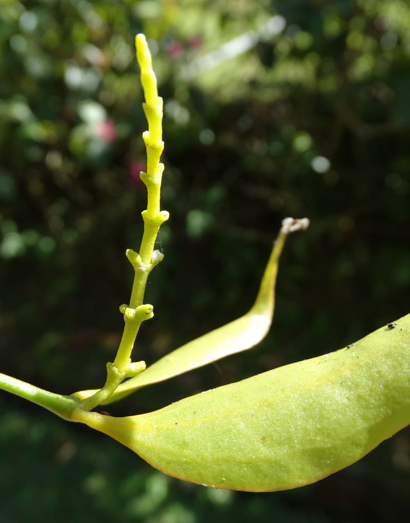 Ginalloa arnottiana, Davidson, C 12928--Sabah. Near generation plant. 28 Mar 2015. DSC01259 (22).JPG