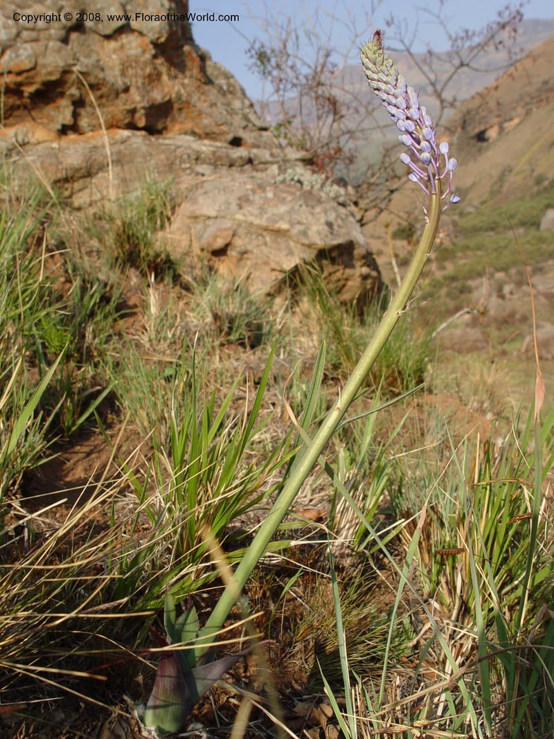 Scilla natalensis [Merwilla plumbea]--So. Africa. Drakensberg Mts. Giant's Castle. 4 Oct 03. 034.jpg