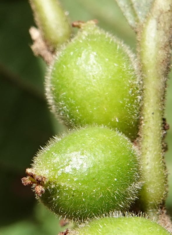 Aporosa dioica, D. Boufford 44137--China. Yunnan. Along G213. 4 May 2018. DSC02084 (27).JPG
