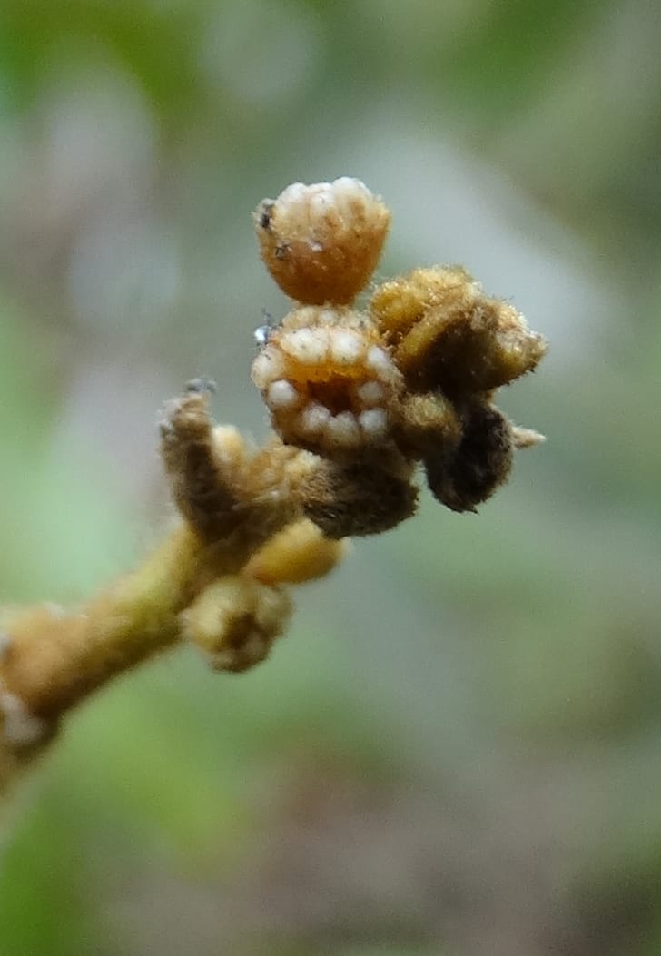 Alectryon vitiensis, Munzinger, J 7376--Fiji. Valeni Vill. 6 Nov 2015. DSC09910 (12).JPG