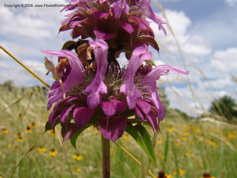 Monarda citriodora--TX. Johnson Wildflower Center. 13 Jun 04. 004.jpg