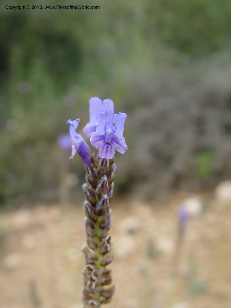 Lavandula multifida--Cabo de Gata.  16 Apr 04. 368 (4).jpg