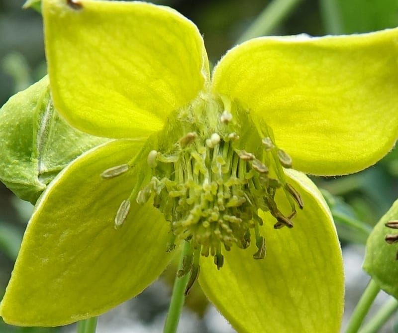 Clematis tangutica, Not collected--China. Sichuan. Yibailingba-gou. 12 Aug 2017. DSC04660 (445).JPG