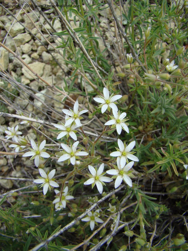 OR. Malheur Co. Leslie Gulch. 1 Jun 08. 280.jpg