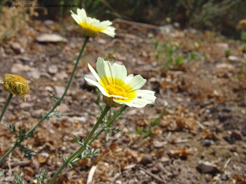 Glebionis (Chrysanthemum) coronaria v. discolor--Crete. Ep. Apokoronos. Aptera. 23 May 05. 042.jpg
