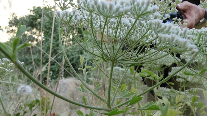 Pimpinella, BE.11.1--Iraq. Kurdistan. Shakh-i Pira Magrun. Zewiya. 14 June 2010. 306 (7).jpg
