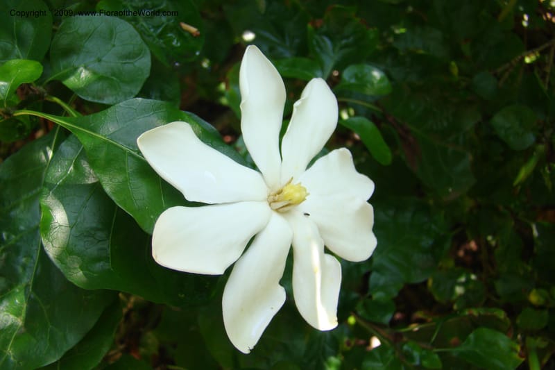 Gardenia thunbergii--South Africa. Durban Botanical Garden. 30 Jan 09. 004.jpg