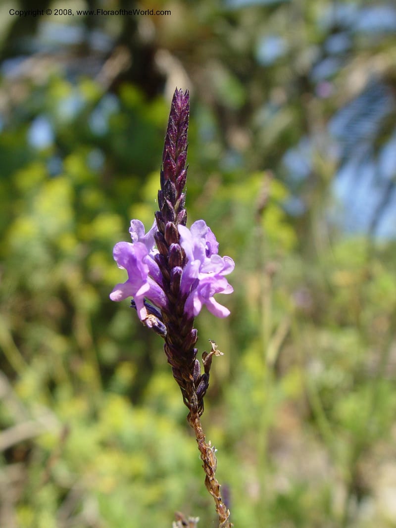 Lavandula canariensis--Spain. Blanes. Marimurtra Bot. Gard. 24 Apr 04. 004.jpg