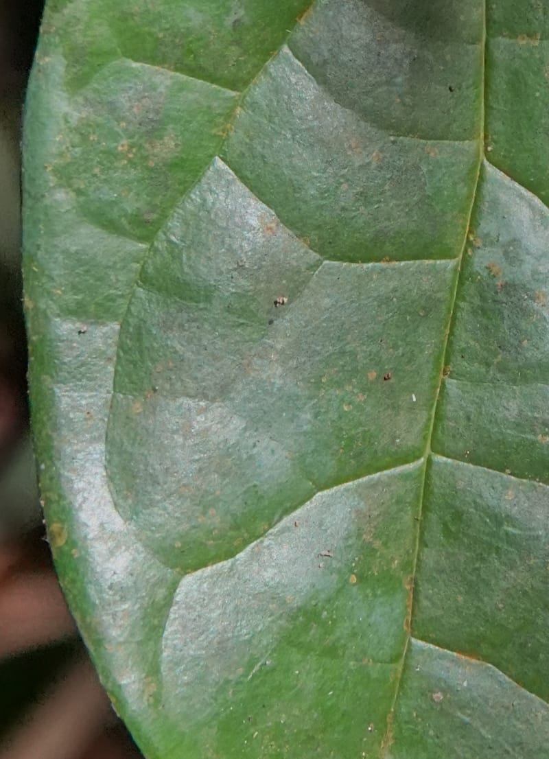 Thomandersia laurifolia, C. Davidson 13964--Gabon. Arb. Sibang. 5 Nov. 2018. DSC02235 (352).JPG