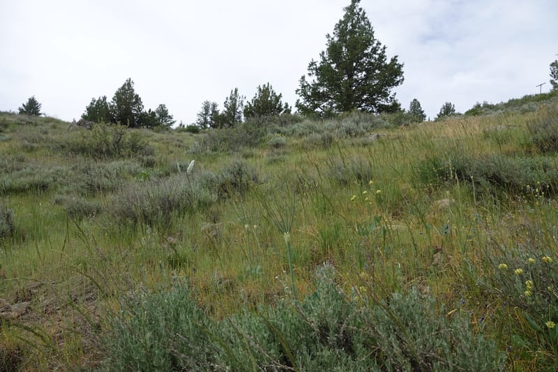 Lomatium nudicaule, C. Davidson 13617--CA. Modoc Co. Warner Mts. Hwy 299. 7 June 2017. DSC01455 (10).JPG