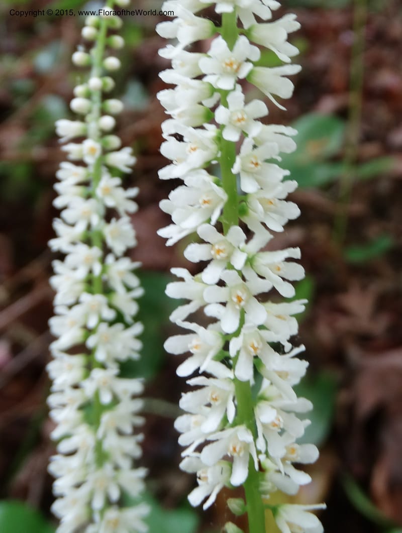 Galax urceolata, Davidson, C 13049--South Carolina. Oconee Co. Brasstown Cr. 19 May 2015. DSC06413 (177).JPG