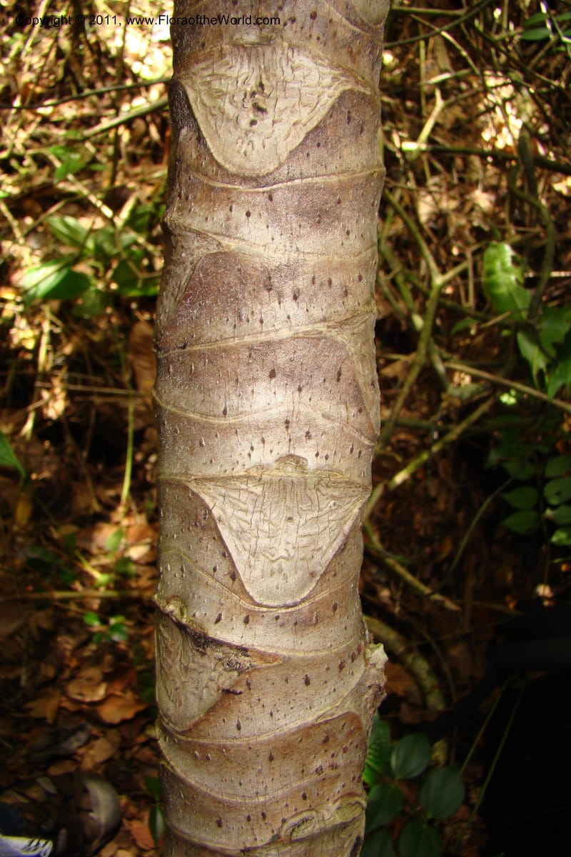 Cecropia peltata, Phillipson 6117--Madagascar. Prov. Fianarantsoa. Manombo Nat. Park. 13 Jan 09. 077 (19).jpg