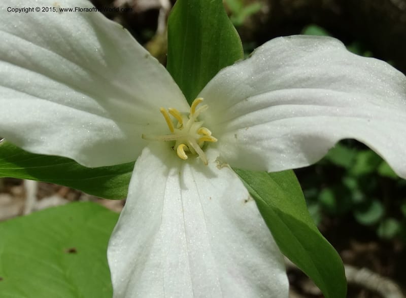 Trillium grandiflorum, Davidson, C 12998--North Carolina. Macon Co. Standing Indian. 14 May 2015. DSC05212 (215).JPG