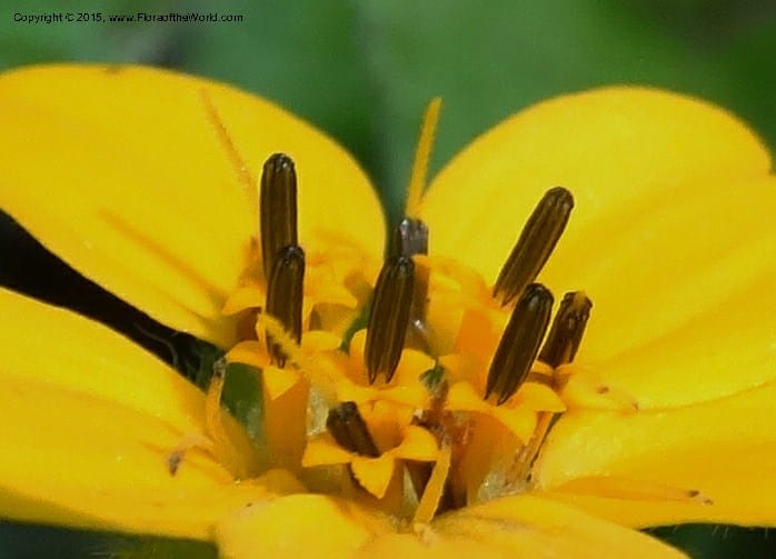 Chrysogonum virginianum, Davidson, C 13044--South Carolina. Oconee Co. Brasstown Cr. 19 May 2015. DSC06413 (15).JPG