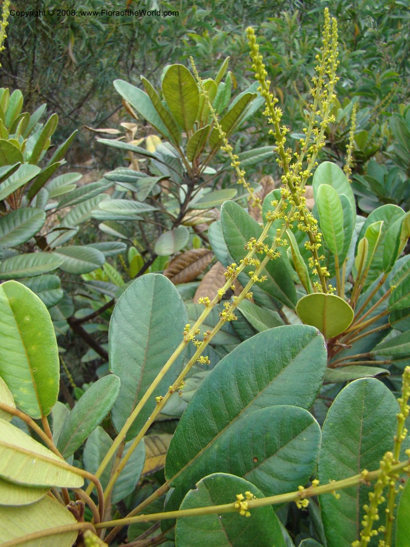 Soulamea, JMunzinger4888--New Caledonia. Tontouta R.jct Kalouehola R. 21 Nov 07. 144.jpg