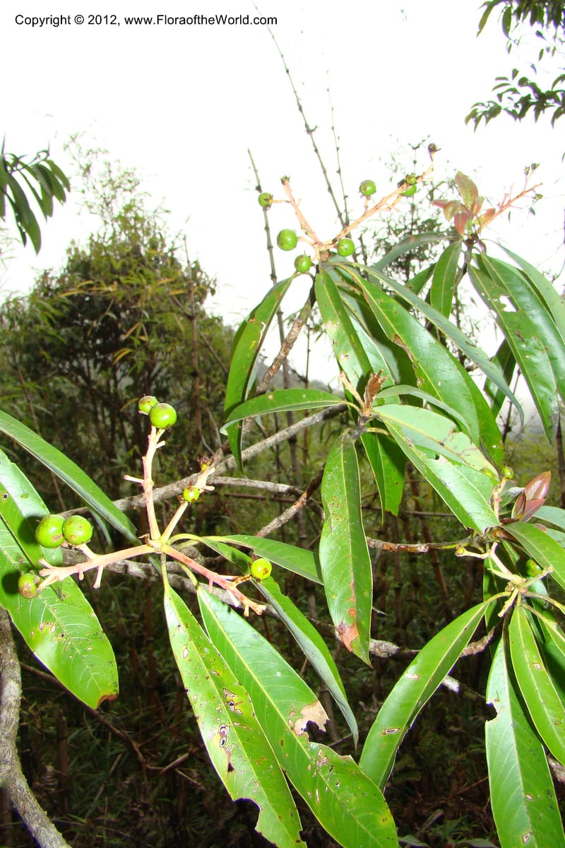 Machilus, Regalado 1630--Viet Nam. Lao Cai Prov. Sa Pa Distr. 2 km NW Thac Bac. 5 Apr 09 053.jpg