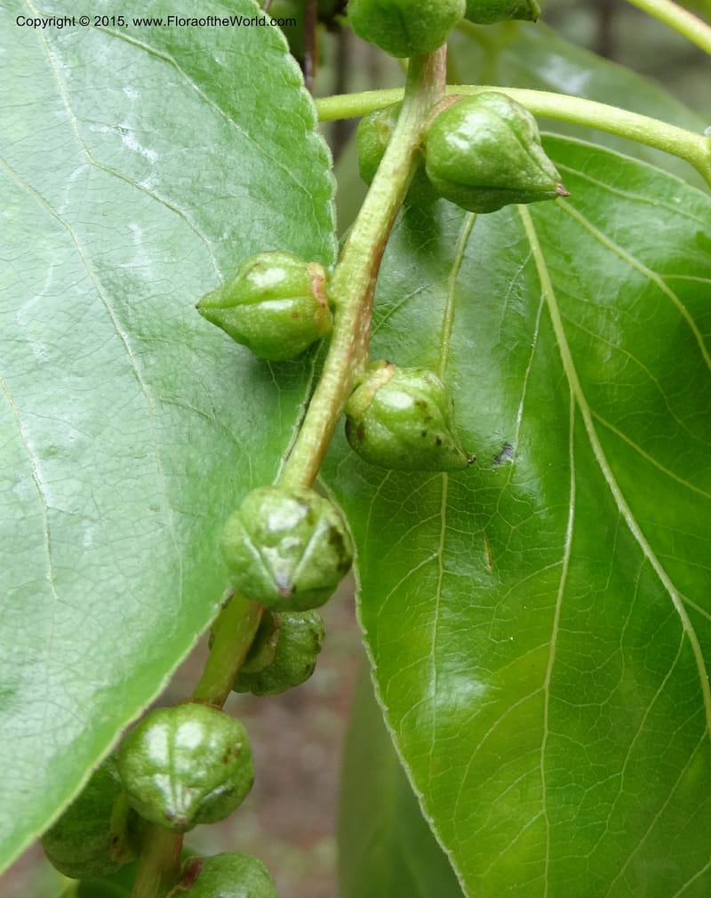 Populus, Boufford, D 43740--China. Sichuan. XinZhaZi Gou. 14 May 2014. DSC06426 (25).JPG