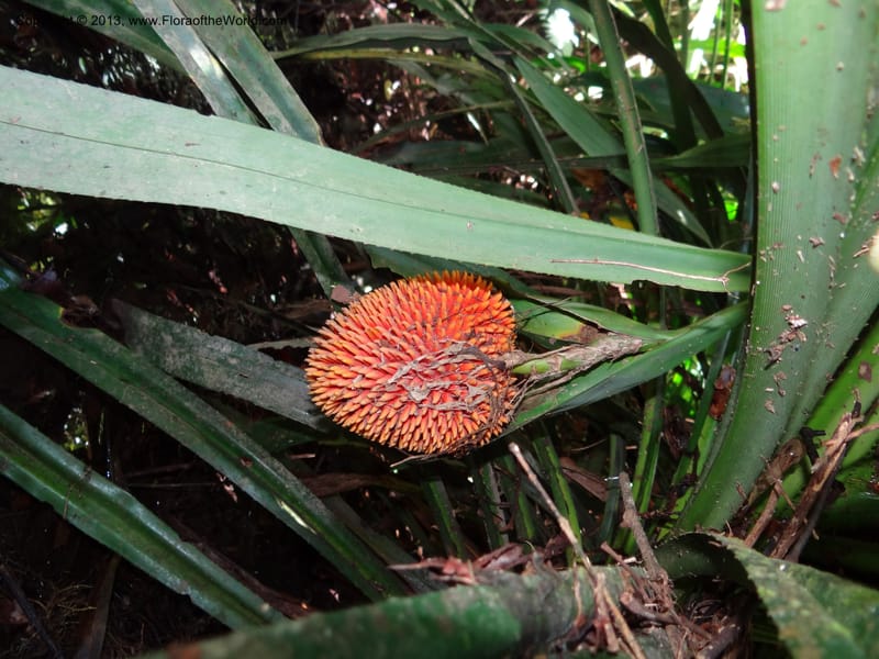 Pandanus fusinus, Callmander 1006--Sarawak. Gunong Fairy. 27 Mar 2012. DSC05525 (5).JPG