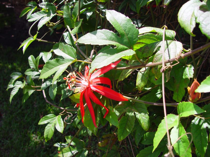 Passiflora vitifolia--FL. Fairchild Tropical Gard. 6 Apr 03. 339.jpg