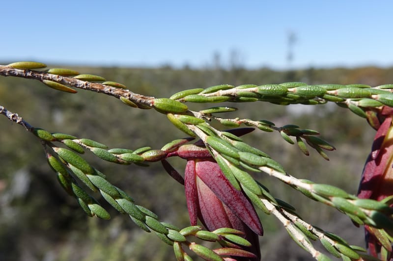 Darwinia speciosa, Davidson, C 13415--Australia. Kingia locality. 23 Oct 2016. DSC04566 (111).JPG