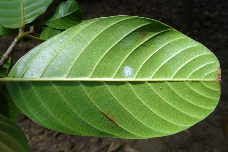 Tetracera billardieri, Lowry, P 7392--New Caledonia. Nehoue Forest. 17 Nov 2015. DSC03041 (364).JPG
