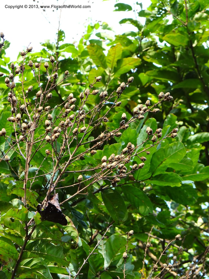 Lagerstroemia--Thailand. Trang. Khao Pra Bang Kram Wildl. Sanct. 16 Nov 2012. DSC00077 (139).JPG