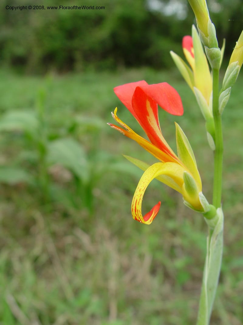 Canna indica--So. Africa. Natal Bot. Gard. 6 Oct 03. 056.jpg