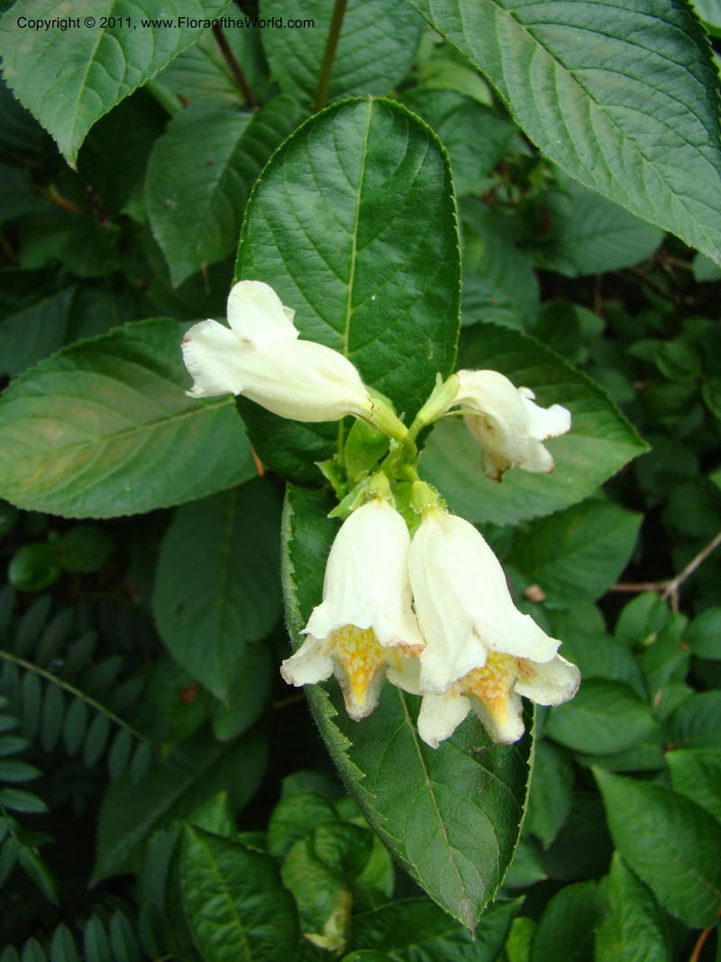 Weigela middendorffiana, 14066-0223-1993--Canada. BC. Univ. BC Bot. Garden. 27 Jul 08. 321.jpg
