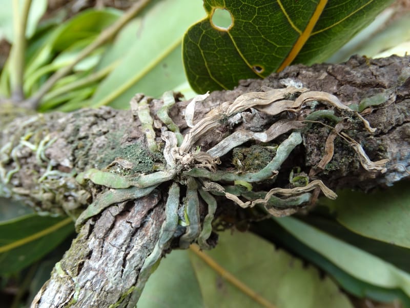 Taeniophyllum, Not coll.--Fiji. Past Valeni village. 6 Nov 2015. DSC00023 (2).JPG