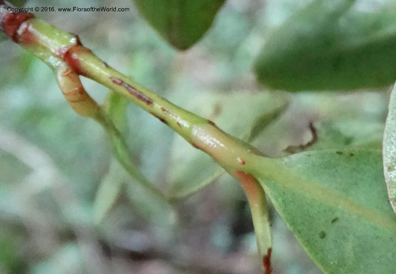 Austrobuxus, Davidson, C 12732--Sabah. Mt. Kinabalu. Bundu Tuhan Trail. 11 Oct 2014. DSC04133 (9).JPG