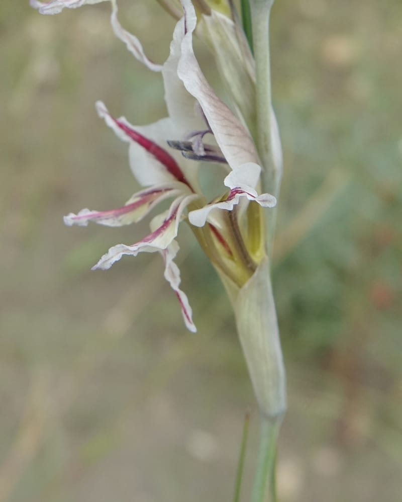 Gladiolus permeabilis, L. Nanyeni 1274--Namibia. Hwy D2859. Odom 418. 30 March 2018. DSC04324 (102).JPG