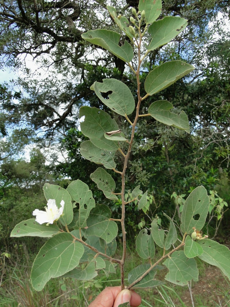 Luehea paniculata, Stevens,  W. D 31230, Garay Cue, 19 Mar 2011 2343 (7).JPG