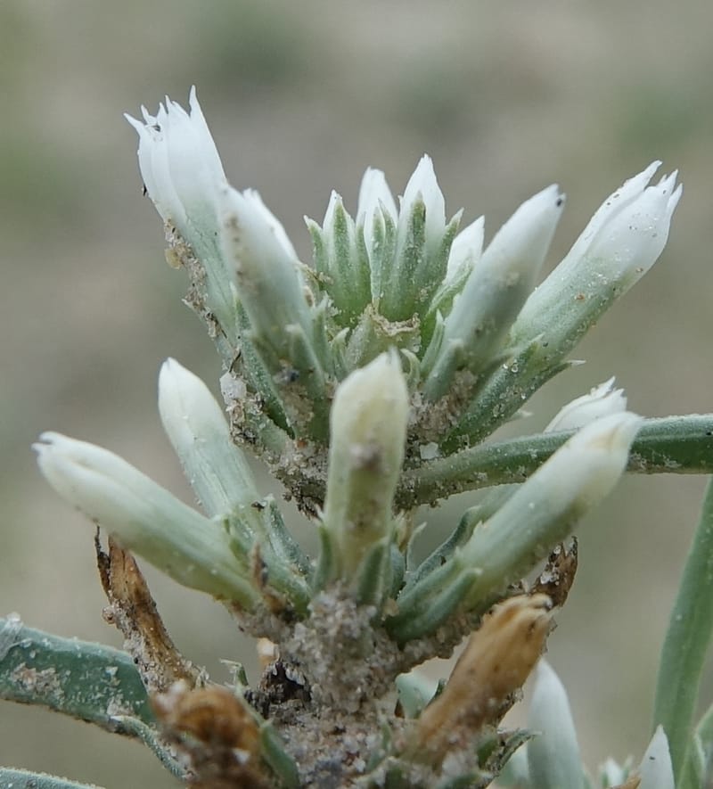 Enicostema axillare., L. Nanyeni 1275--Namibia. Hwy D2859. Odom 418. 30 March 2018. DSC04324 (191).JPG