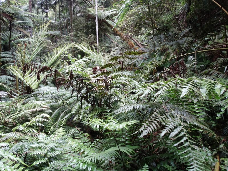 Diplaziopsis javanica, Munzinger, J 7402--New Caledonia. Haute Robinson. 11 Nov. 2015. DSC00909 (310).JPG