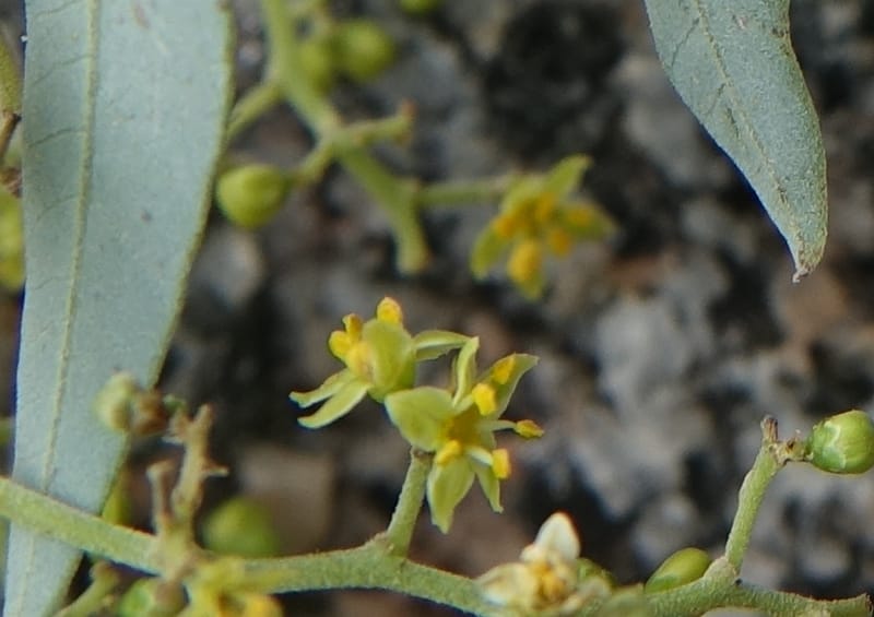 Schinus areira, Fortunato 13200--Argentina. Hwy 150 S of San Augustin. 9 Feb 2018. DSC09845 (77).JPG