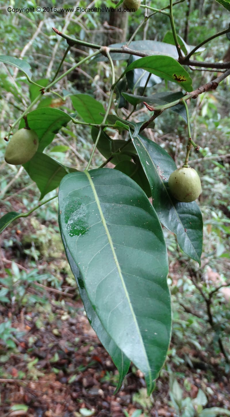Dacryodes, Davidson, C 12734--Sabah. Mt. Kinabalu. Bundu Tuhan Trail. 11 Oct 2014. DSC04153 (9).JPG