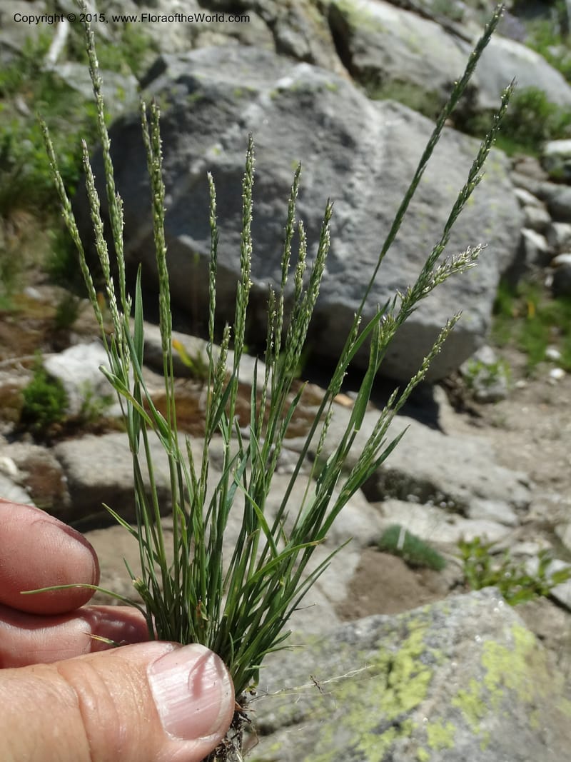 Sporobolus, Davidson, C 12579--Idaho. Valley Co. Lick Cr. Summit. 14 Jul 2014.  (113).JPG