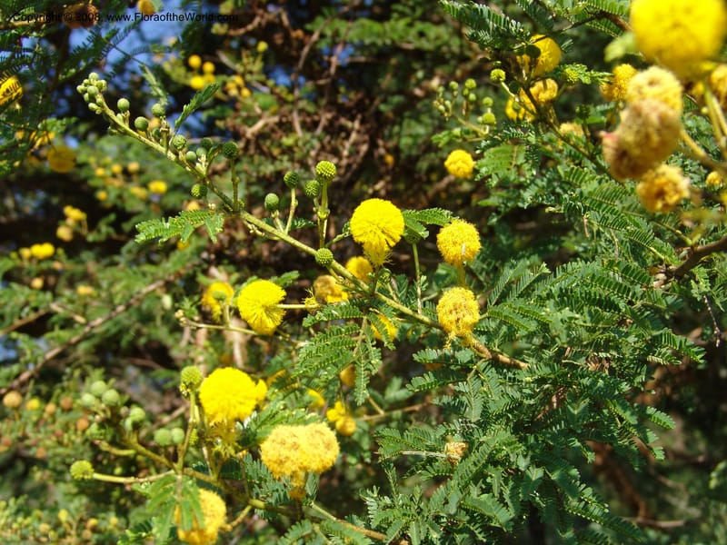 Acacia--Kenya. Homa Bay Distr. Koru. Kweissos House. 3 Jul 04.Kenya. Homa Bay Distr. Koru.. 2 Jul 04. 048.jpg