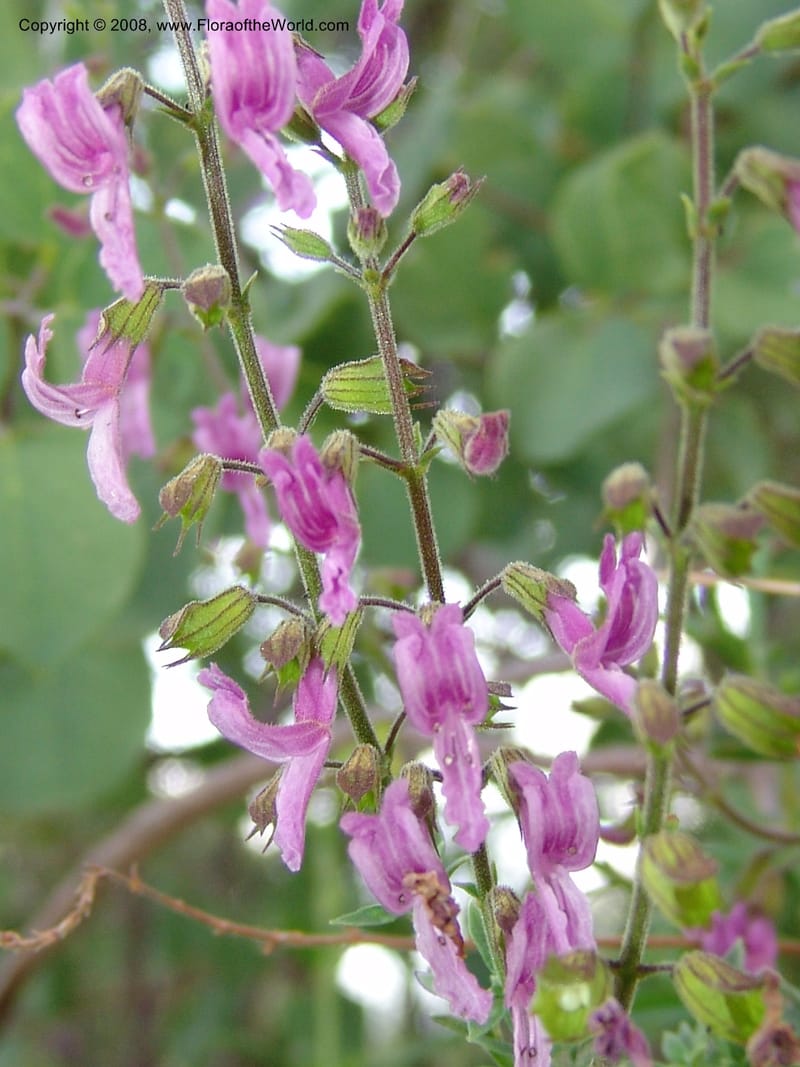 Syncolostemon cf--So.Africa. Mpumal. R577 N of Lydenburg. 16 Mch 05. 159.jpg