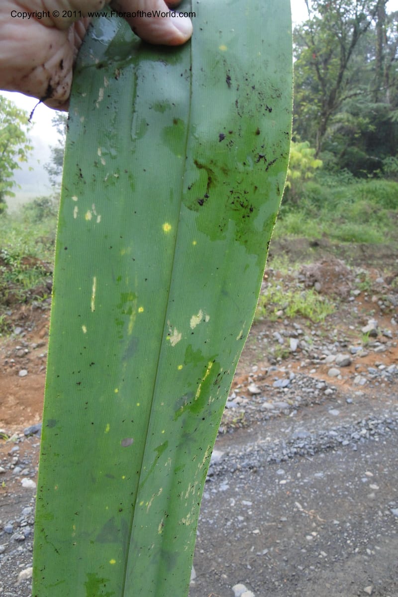 Pandanus joskei, M. Callmander 964-- Fiji. Area of Monasavu Dam I. 9 Feb 2011. 490 (71).jpg