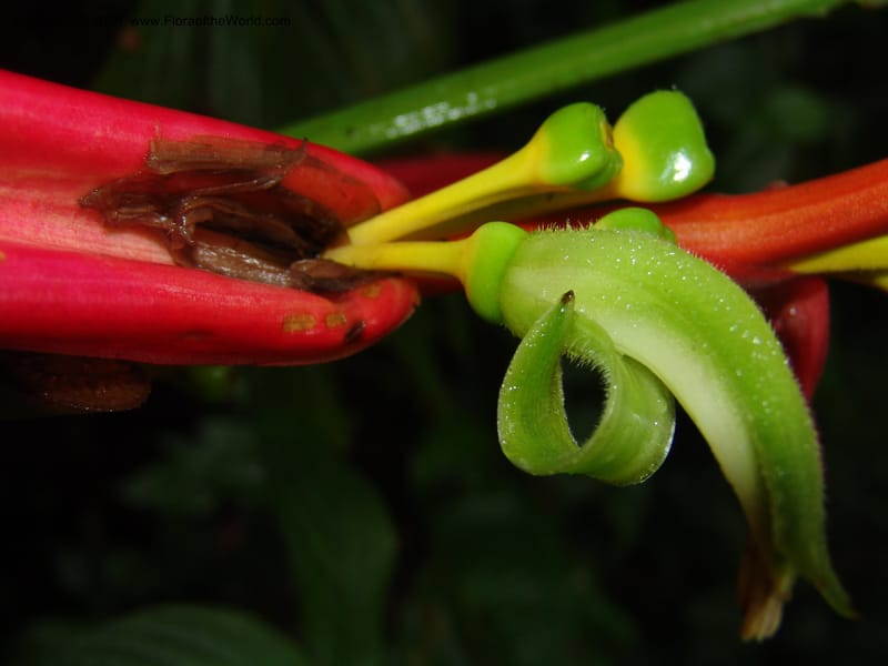 Heliconia aemygdiana v. transandina, Croat94411--Ecuador. Prov. Pichincha. Res. Guaycuyacu. 11 Feb 05.  010.jpg