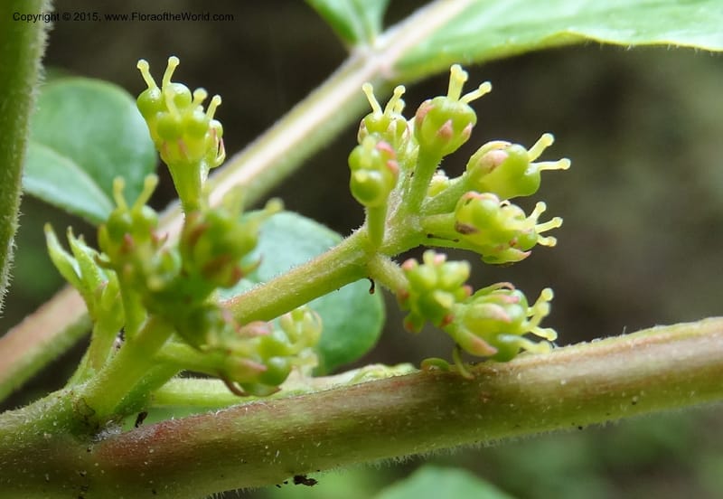 Zanthoxylum bungeanum, Boufford, D 43737--China. Sichuan. XinZhaZi Gou. 14 May 2014. DSC06426 (57).JPG