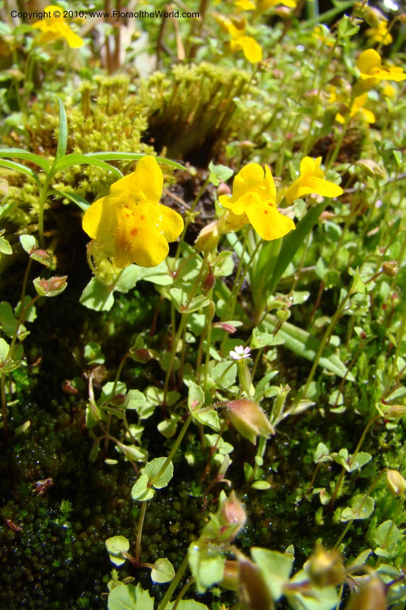 Mimulus guttatus, C. Davidson 11462--ID. Valley Co. Warm Lake. 16 June 2009. 085.jpg