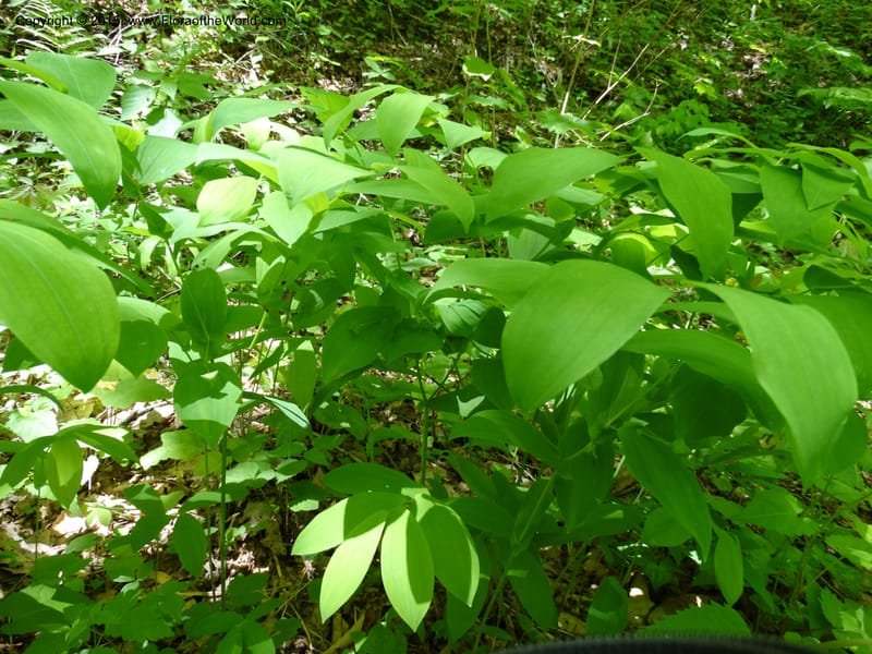 Uvularia grandiflora, Davidson, C 12986--North Carolina. Clay Co. Perry Gap Rd, Barnard's Cr. 13 May 2015. DSC04860 (147).JPG