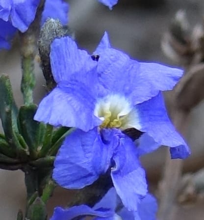 Dampiera fasciculata, Davidson, C 13525--Australia. W. A. Trail to Mt. Hassell. 30 Oct 2016. DSC07078 (74).JPG