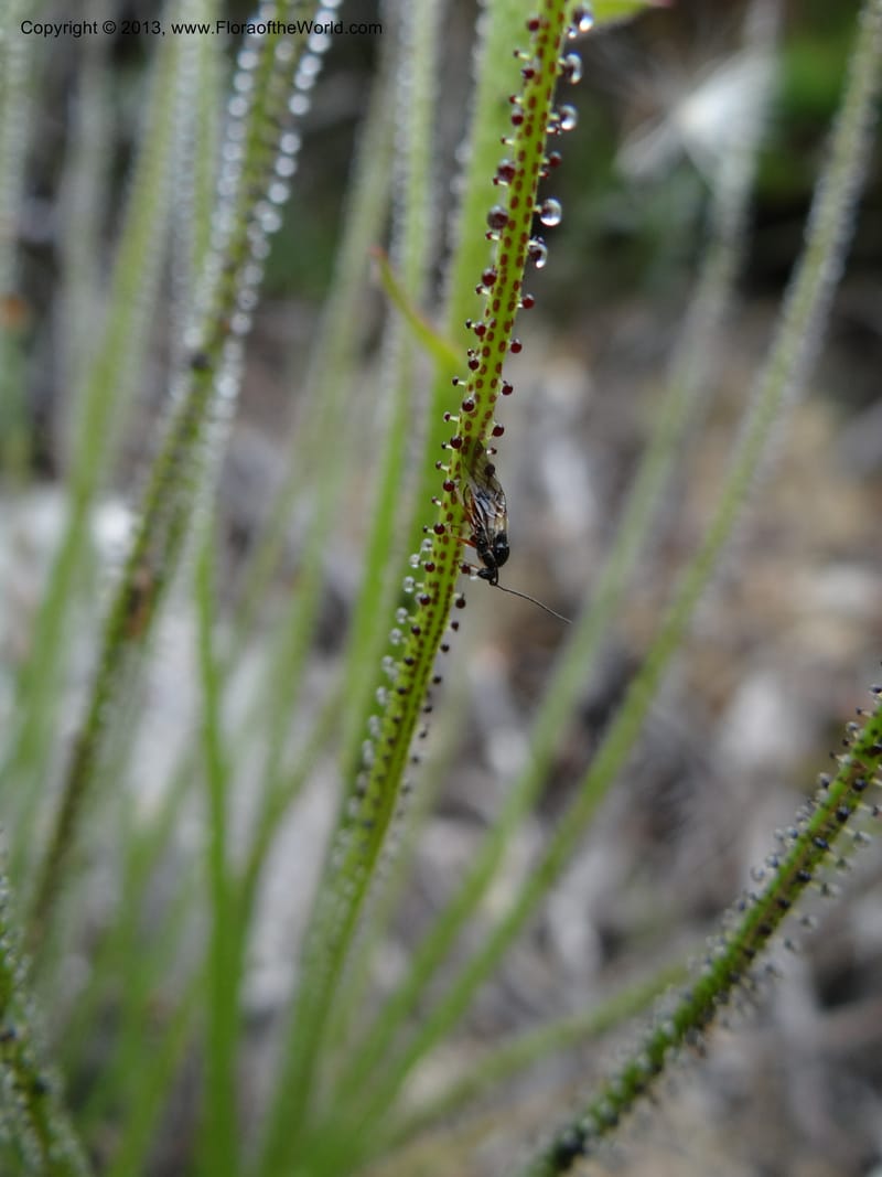 Drosophyllum lusitanicum, Davidson, C 12167--Spain. Andalucia. Parque Natural Alcornocales. 28 May 2013. DSC05381 (45).JPG