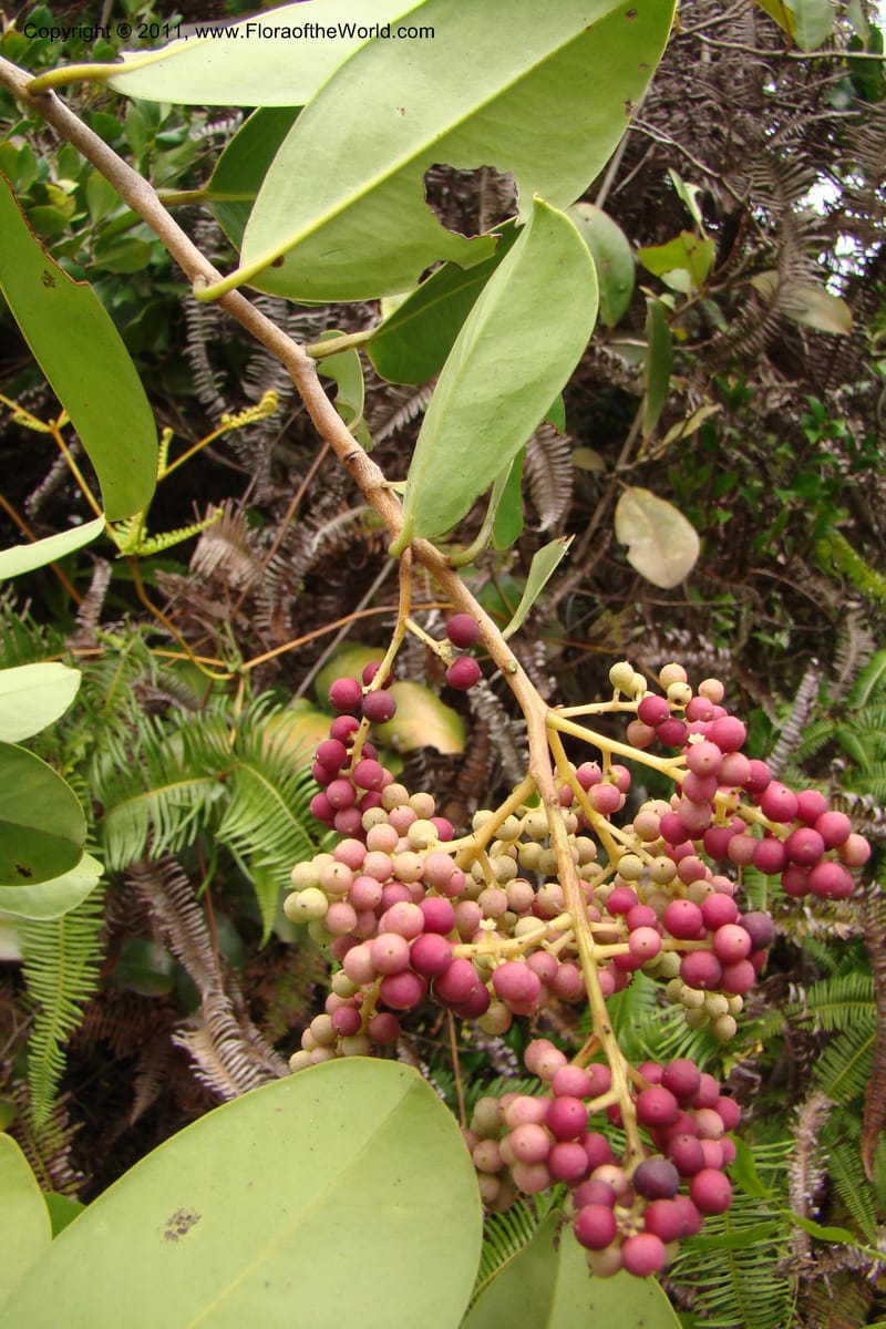 Embelia, Rogers 1228--Madagascar. Prov. Fianarantsoa. Manakara-Irondro.15 Jan 09. 023.jpg