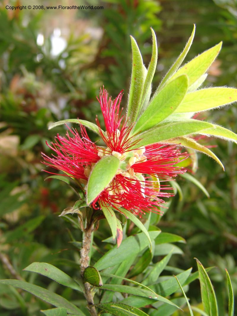 Callistemon comboynensis, s.n.--CA. San Francisco Arboretum. 9 Aug 07. 395.jpg